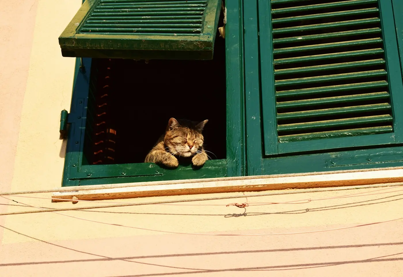 Chat à la fenêtre aux volets verts